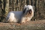 SKYE TERRIER 019